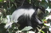 Colobe Gurza (Colobus guereza) - Kenya