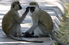 Vervet (Chlorocebus pygerythrus) - Kenya