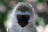 Vervet (Chlorocebus pygerythrus) - Kenya