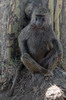 Olive Baboon (Papio anubis) - Kenya