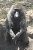 Olive Baboon (Papio anubis) - Kenya
