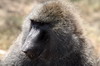 Olive Baboon (Papio anubis) - Kenya