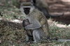 Vervet Monkey (Chlorocebus pygerythrus) - Kenya