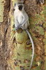 Vervet Monkey (Chlorocebus pygerythrus) - Kenya