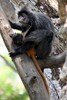Langur de Selangor (Trachypithecus selangorensis) - Malaisie