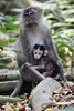Macaque crabier (Macaca fascicularis) - Malaisie