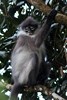 White-thighed surili (Presbytis siamensis) - Malaysia