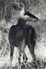 Cerf de Virginie (Odocoileus virginianus) - Etats-Unis