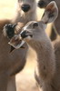 Cerf sambar (Rusa unicolor) - Inde