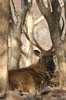 Cerf sambar (Rusa unicolor) - Inde