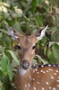 Chital Deer (Axis axis) - India