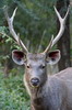 Sambar Deer (Rusa unicolor) - India