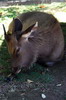 Sambar Deer (Rusa unicolor) - Sri Lanka