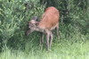 Red Deer (Cervus elaphus) - France