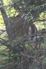Cerf de Virginie (Odocoileus virginianus) - Canada