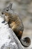 Northern Viscacha (Lagidium peruanum) - Peru