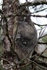 Malayan Flying Lemur (Galeopterus variegatus) - Malaysia