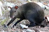 Central American Agouti (Dasyprocta punctata) - Panama