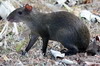 Central American Agouti (Dasyprocta punctata) - Panama