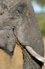 Elphant de savane d'Afrique (Loxodonta africana) - Botswana