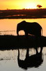 Elphant de savane d'Afrique (Loxodonta africana) - Botswana