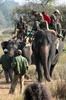 Elphant d'Asie (Elephas maximus) - Inde