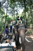Elphant d'Asie (Elephas maximus) - Inde