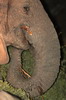 Elphant de savane d'Afrique (Loxodonta africana) - Afrique du Sud