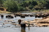 Asian Elephant (Elephas maximus) - Sri Lanka