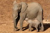 Elphant de savane d'Afrique (Loxodonta africana) - Kenya