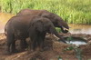 Elphant de savane d'Afrique (Loxodonta africana) - Kenya