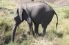 African Bush Elephant (Loxodonta africana) - Kenya