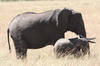 Elphant de savane d'Afrique (Loxodonta africana) - Kenya