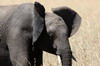 African Bush Elephant (Loxodonta africana) - Kenya
