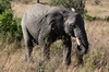 African Bush Elephant (Loxodonta africana) - Kenya