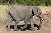 African Bush Elephant (Loxodonta africana) - Kenya