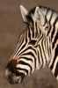 Zbre des plaines (Equus quagga) - Afrique du Sud