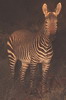 Zbre de montagne (Equus zebra) - Afrique du Sud
