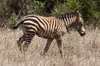 Plains Zebra (Equus quagga) - Kenya