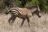 Zbre des plaines (Equus quagga) - Kenya