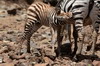 Plains Zebra (Equus quagga) - Kenya