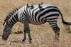 Plains Zebra (Equus quagga) - Kenya