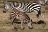 Plains Zebra (Equus quagga) - Kenya