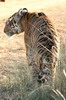 Tigre (Panthera tigris) - Inde
