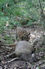 Tiger (Panthera tigris) - India