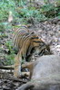 Tigre (Panthera tigris) - Inde