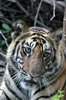 Tigre (Panthera tigris) - Inde