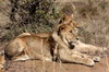 Lion (Panthera leo) - Kenya