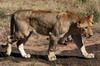 Lion (Panthera leo) - Kenya