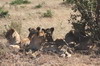 Lion (Panthera leo) - Kenya